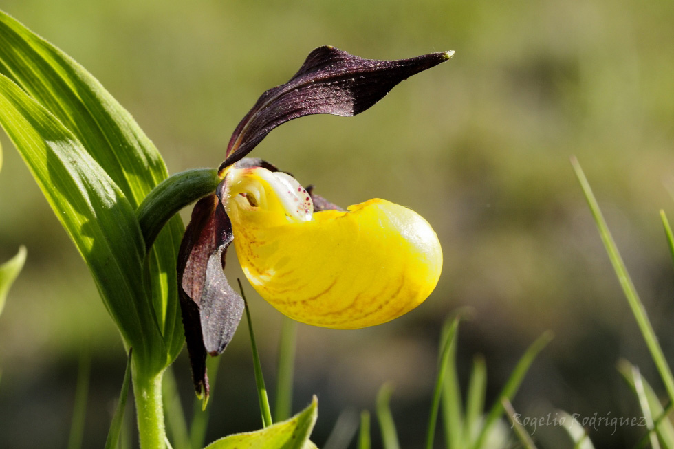 Imagen 17 de la galería de Orquideas